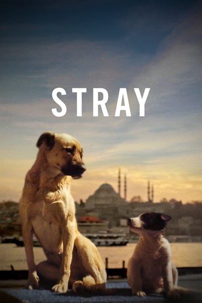 stray-2020-subbed-720p-bluray-x264-scare