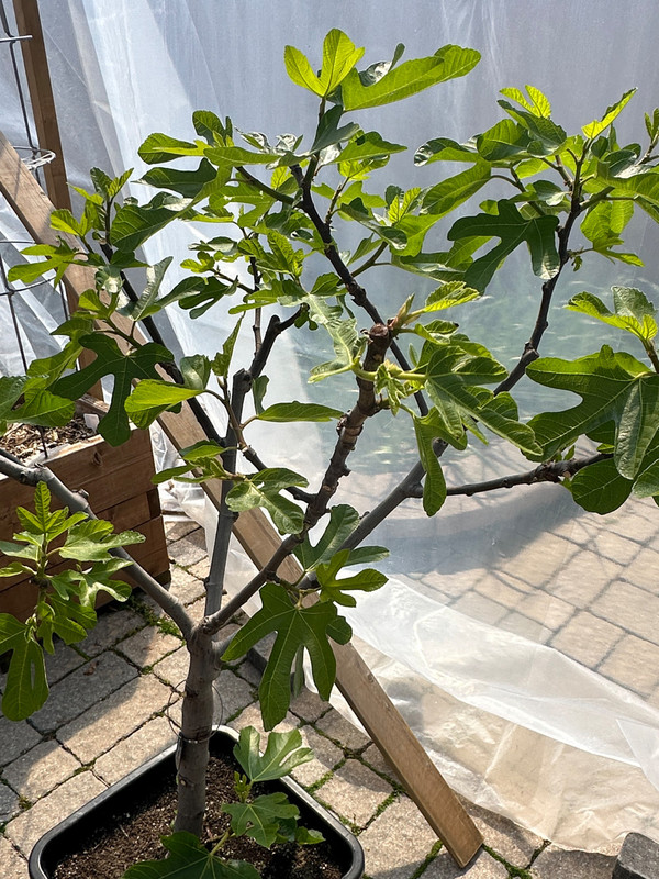 figs-579.jpg