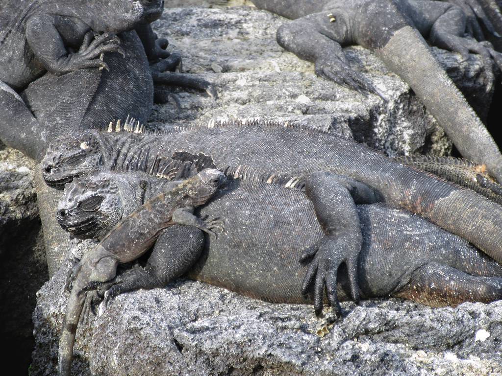 greyiguanas.jpg