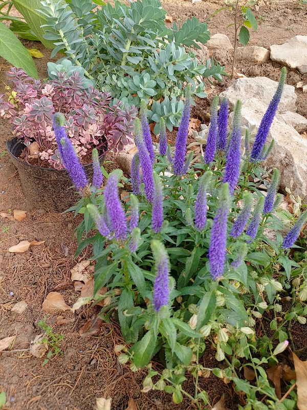 IMG_20230603_175604_HDR