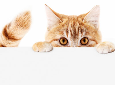 cat-cute[1]