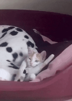 daily-gifdump-3393-22.gif
