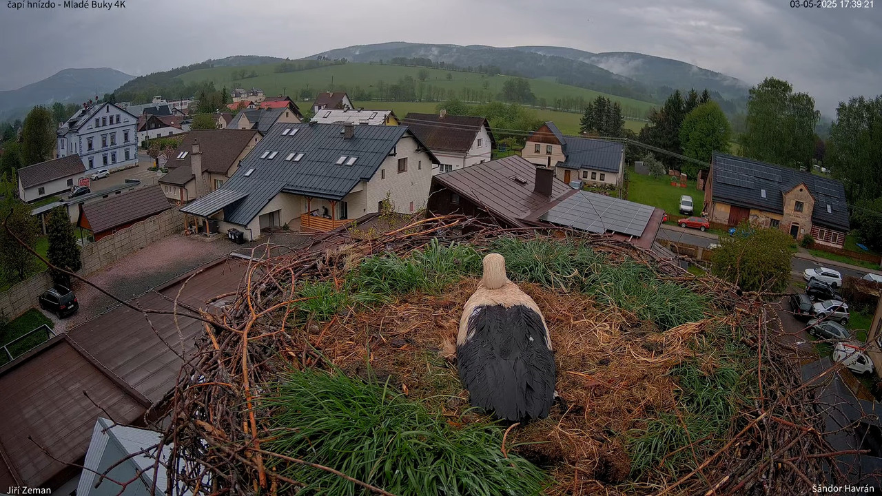 Tiešraides kamera — Mladé Buky — stārķa ligzda 4K 17-9-37 screenshot
