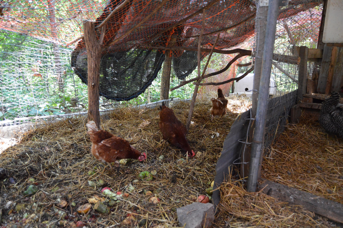 2014-7-14 Chickens (11)