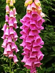 fogloves-2-june-12th.jpg