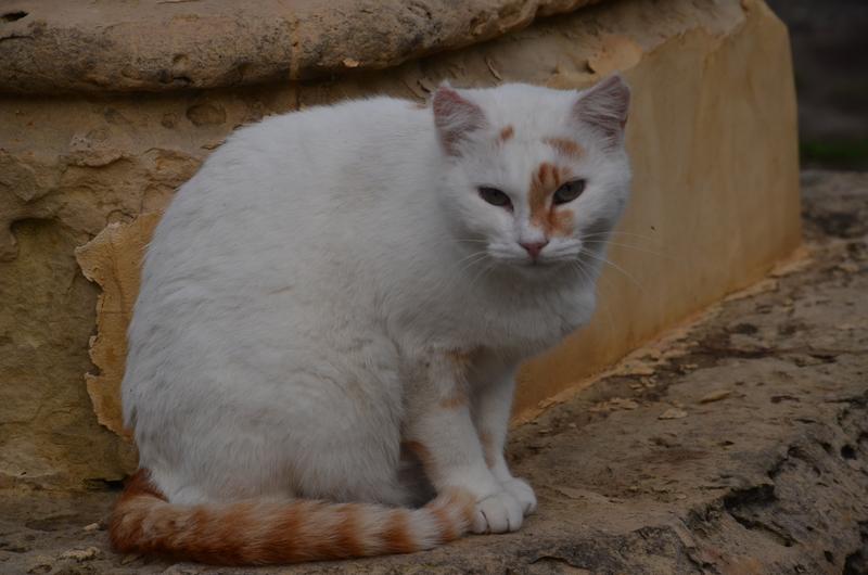 GHAXAQ/TARXIEN-20-11-2018 - Malta y sus pueblos-2018 (36)