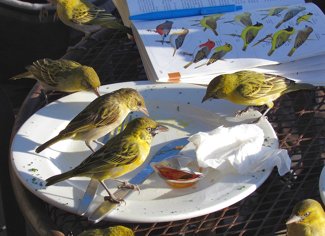 Vanaf 2011 niet meer alleen determineren maar ook fotograferen