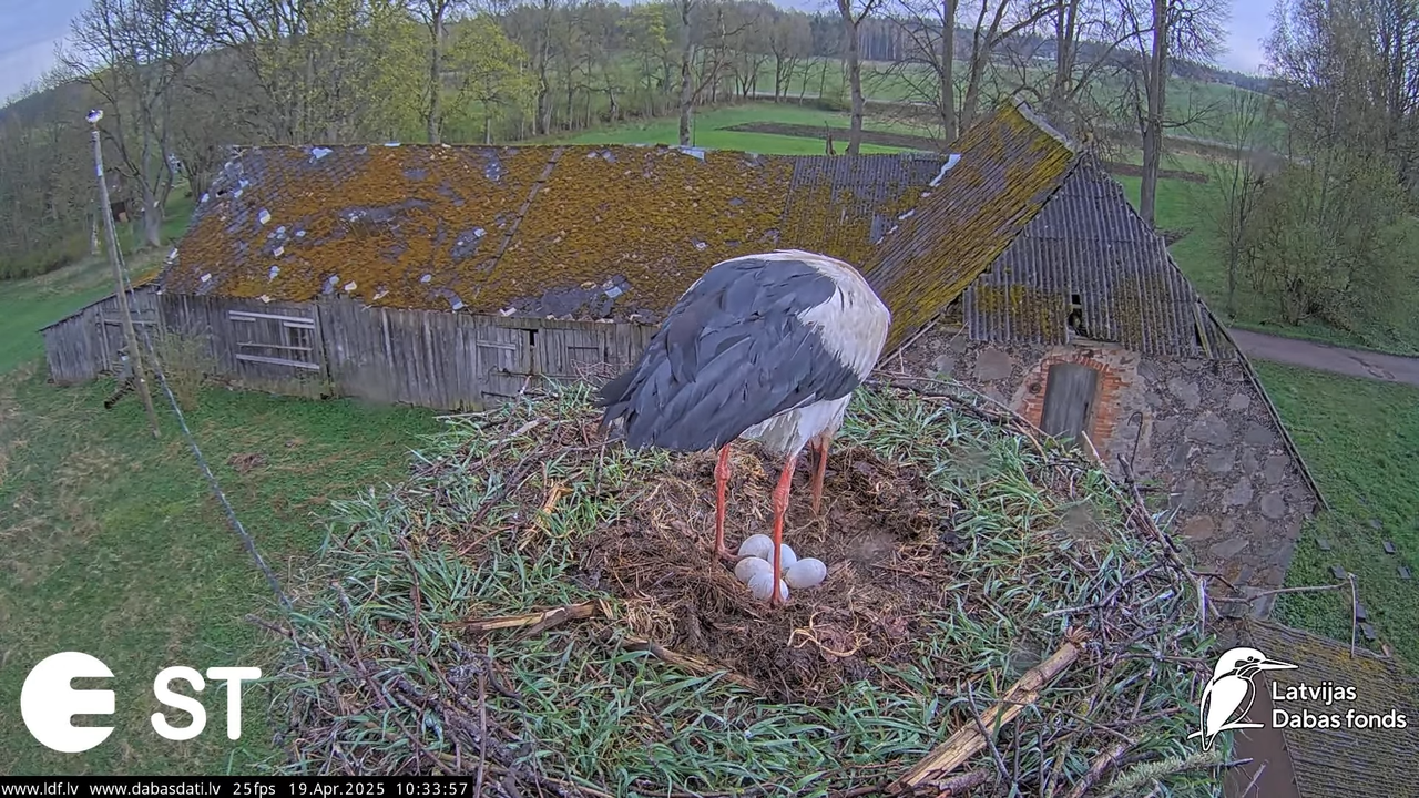 (35) Baltie stārķi (Ciconia ciconia) Tukuma novadā __ White storks in Tukums, Latvia - YouTube - 625