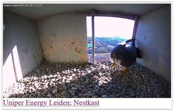 Screen Shot 01-26-25 at 11.09 AM