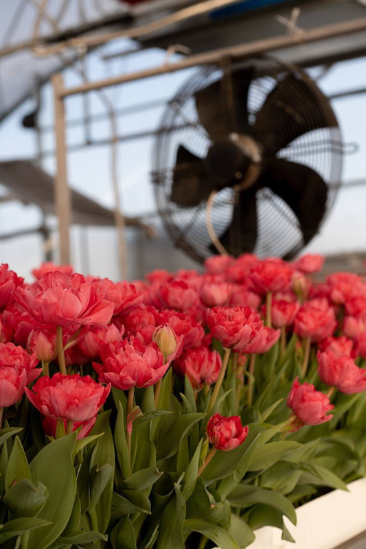 Бархатный март