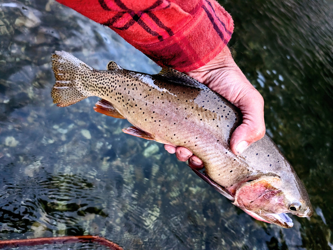 PXL_20250724_024124369~2