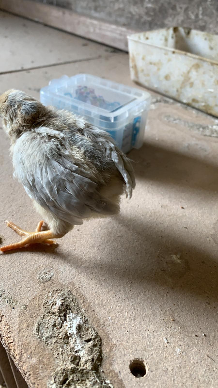 Araucana rumpless 2