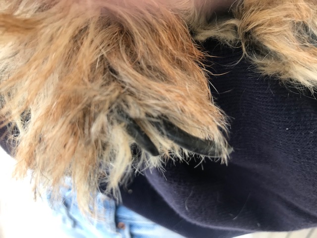 [Image: IMG-2228.jpg]