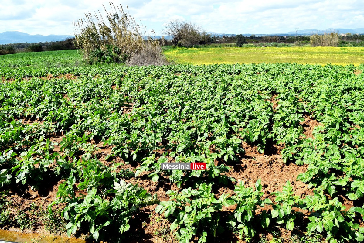 ΑΝΑΣΤΑΣΟΠΟΥΛΟΣDSC_0721