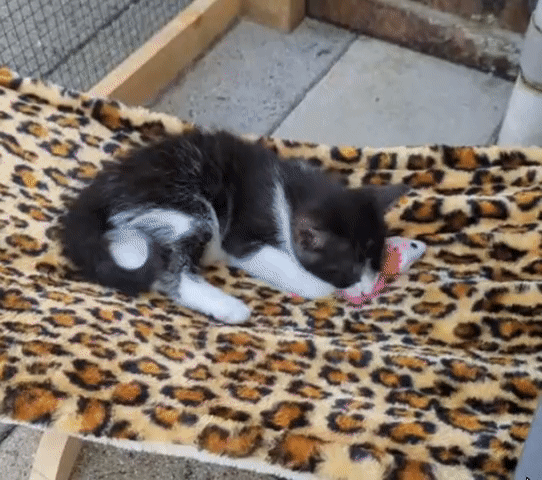 3fa70c62cb889290eefe012575fd6e0d.gif