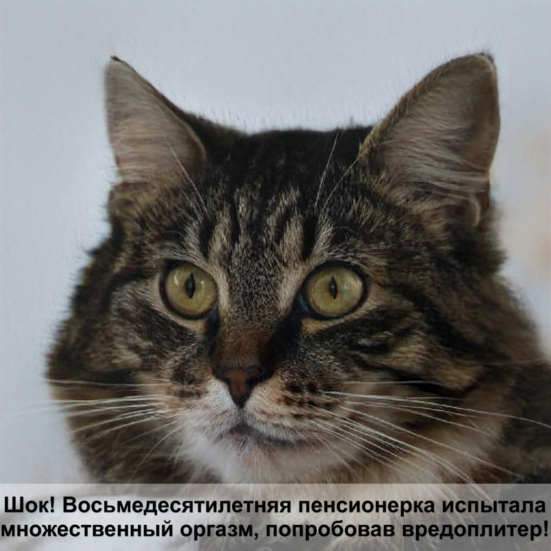 самая черная кошка