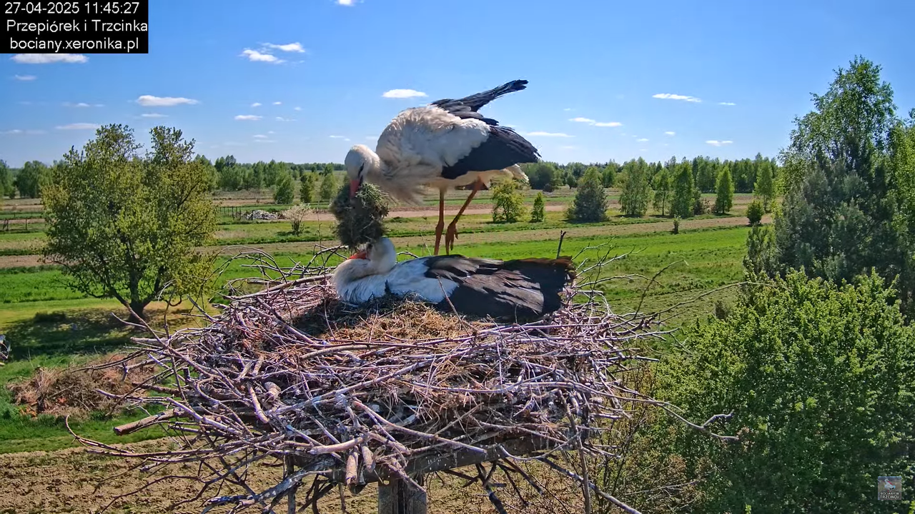 27042025bociany7