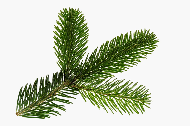 christmas-tree-fir