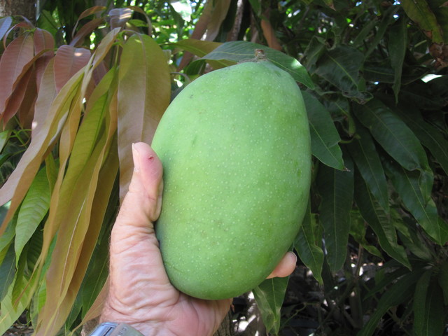 Kilo Green mango
