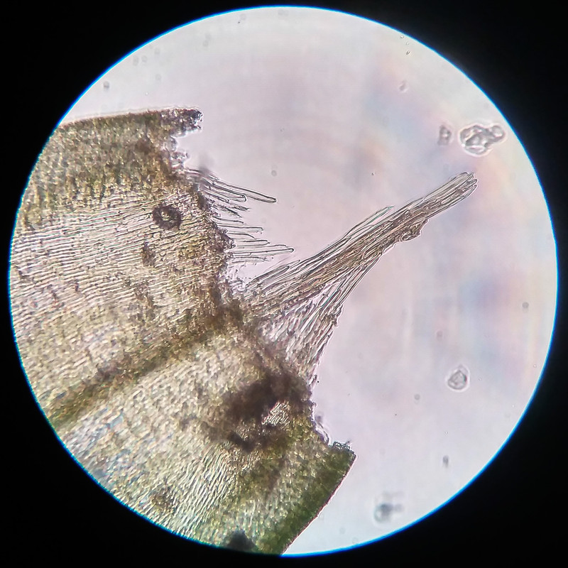 IMG 20250616 210433 HDR