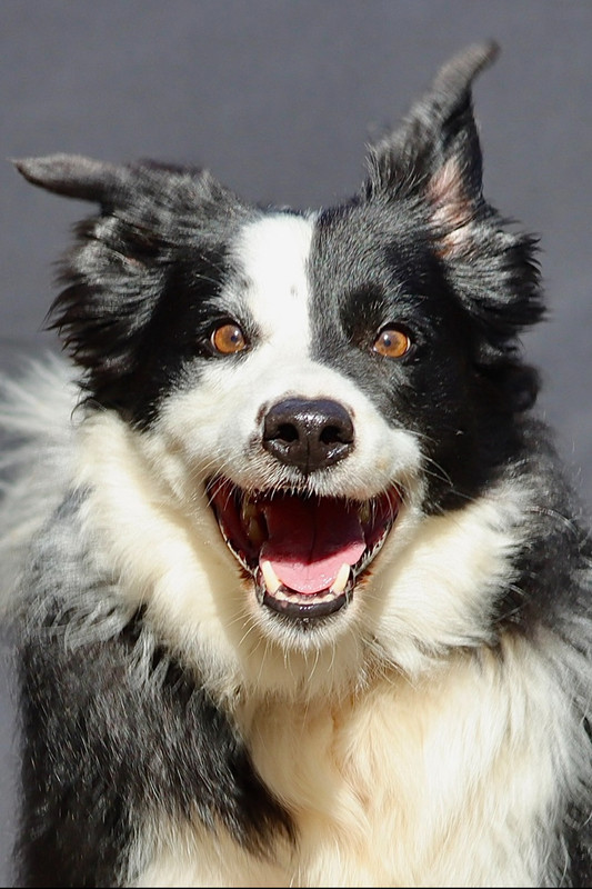 Border Collie