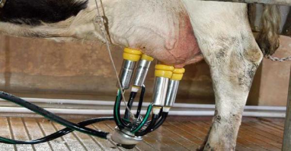 problemas-de-salud-de-las-vacas-lecheras-23821-3-600.jpg