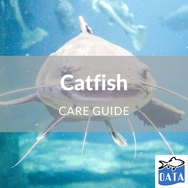OATA Guide to catfish - Lincs Aquatics