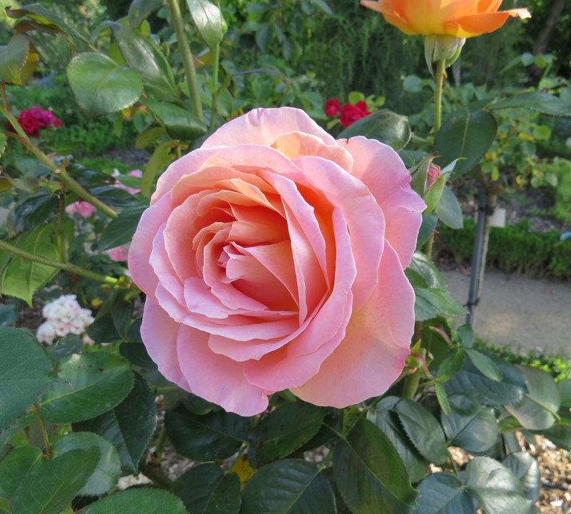 https://i.postimg.cc/nzVQ69N6/232-IMG-5282.jpg
