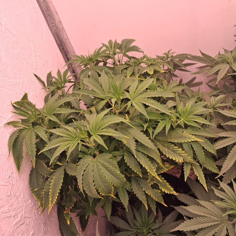 Whats App Image 2026 01 12 at 16 33 22 (2)