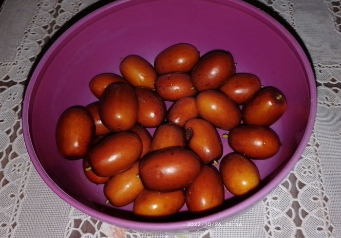 https://i.postimg.cc/nzW0KczX/jujuba-2022-10-26.jpg