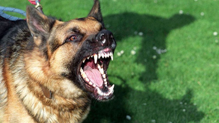 baddog.jpg