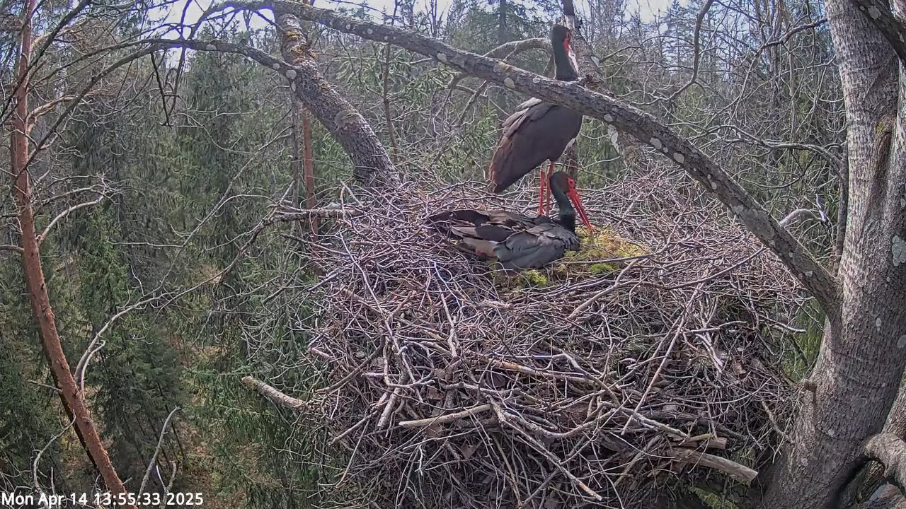 Must-toonekurg 3 __ Ciconia nigra __ Melnais stārķis 3-47-51 screenshot