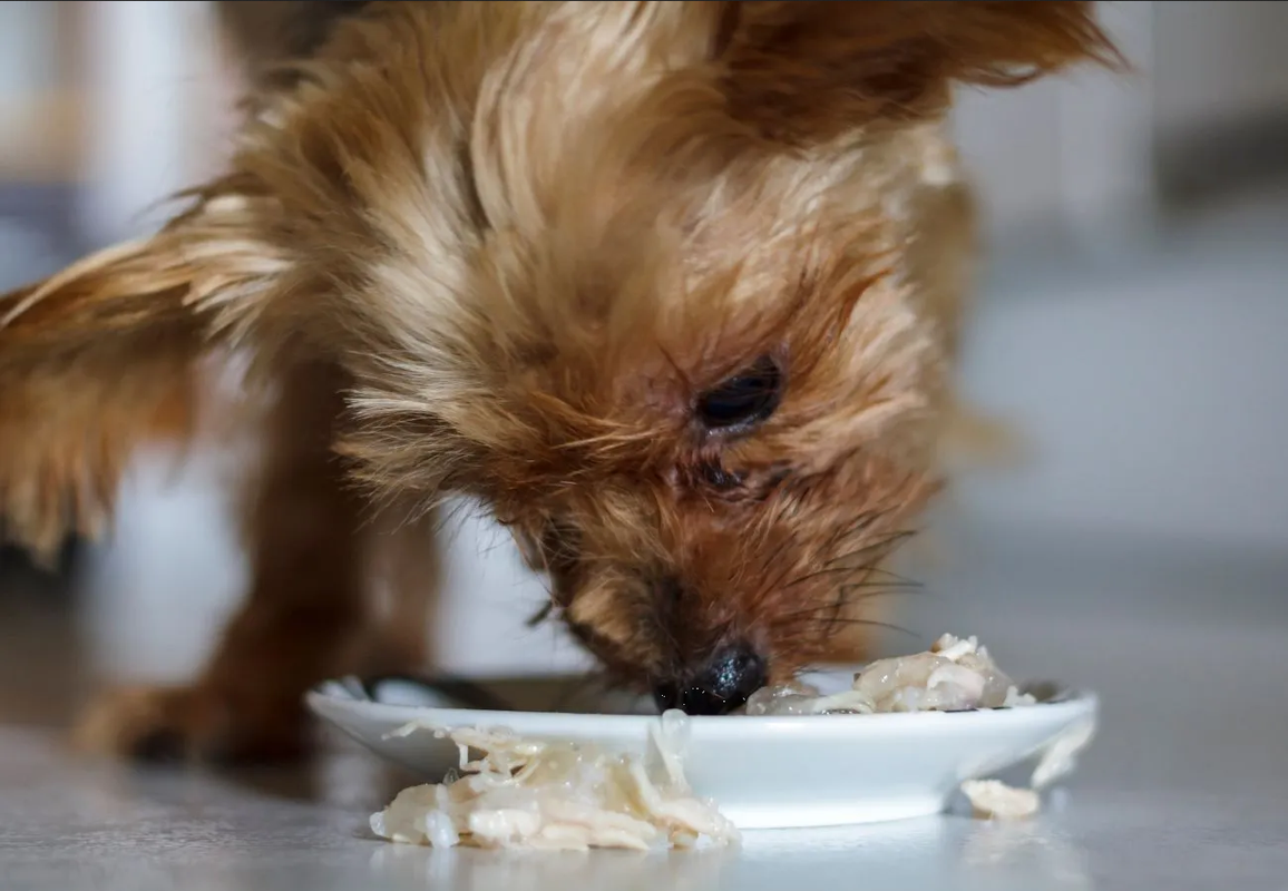 Ya no le des sobres a tus perros, esta opción es más sana y barata