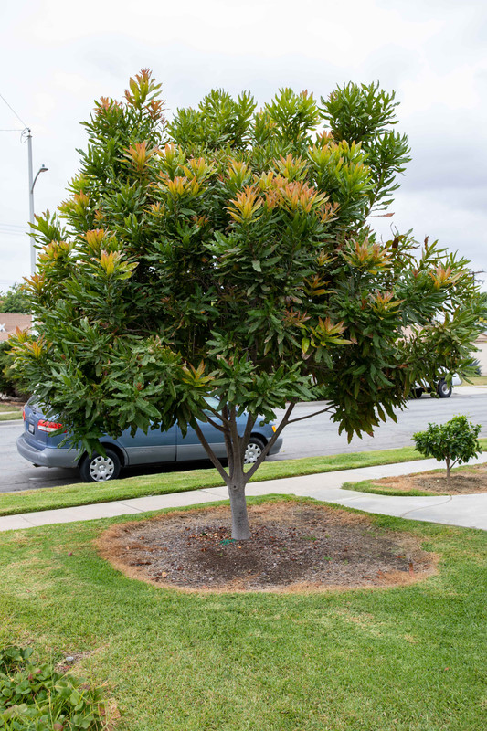 8U1A3098  Beaumont Macadamia Nut Tree with New Growth at 11 AM (8-20-21)