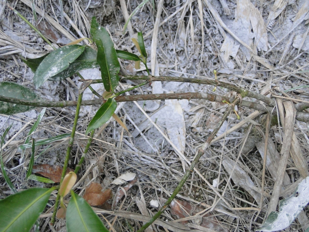 DSC00385