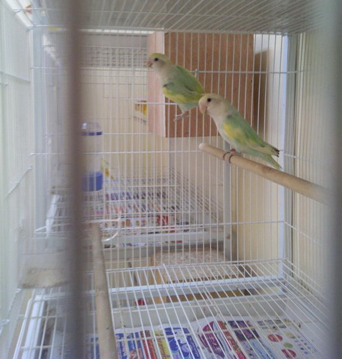 صورة