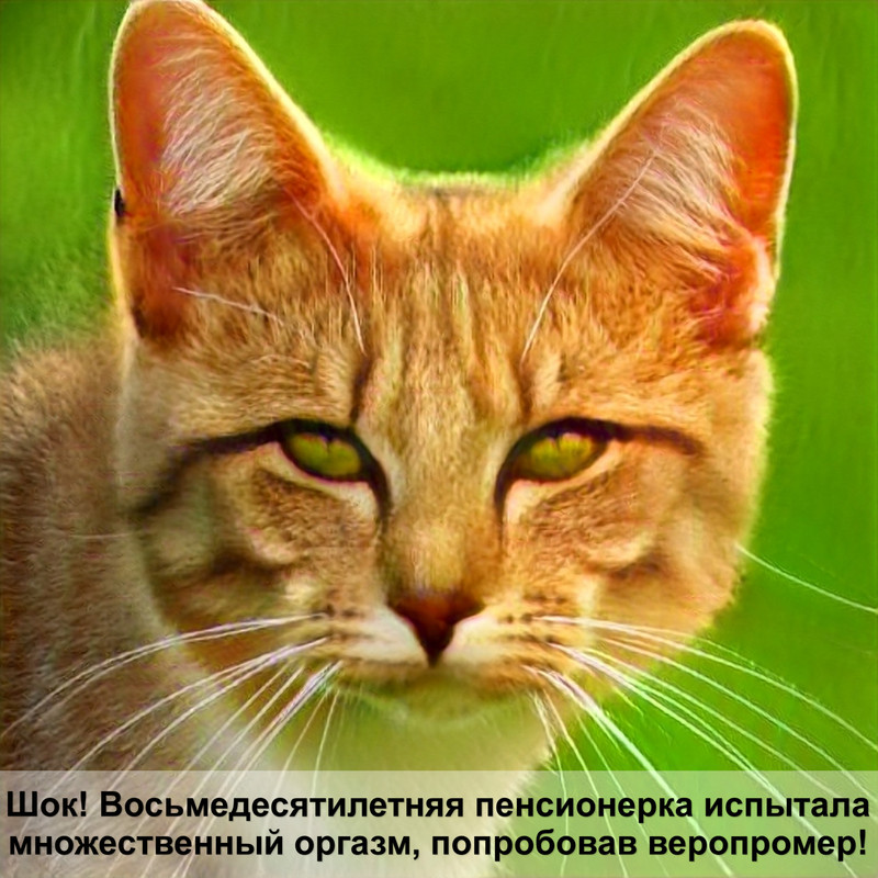 как правильно одеть шлейку на кошку