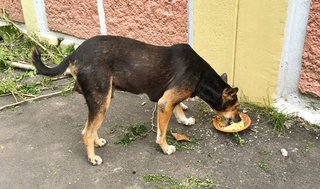 Daily Feeding Round