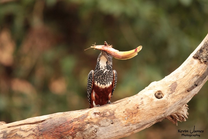 IMG_7102-Giant Kingfisher (Small)