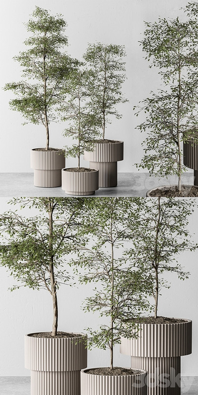 indoor Plant 497 - Sapling Tree