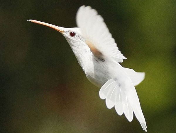 https://i.postimg.cc/nzdH5BbT/albino-kolibri.jpg
