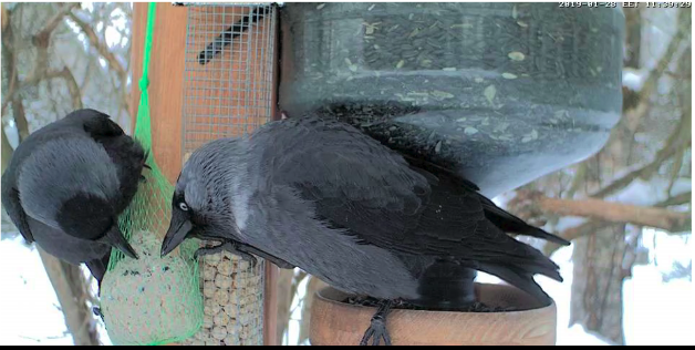 Képernyőkép – 2019-01-28 10-43-36