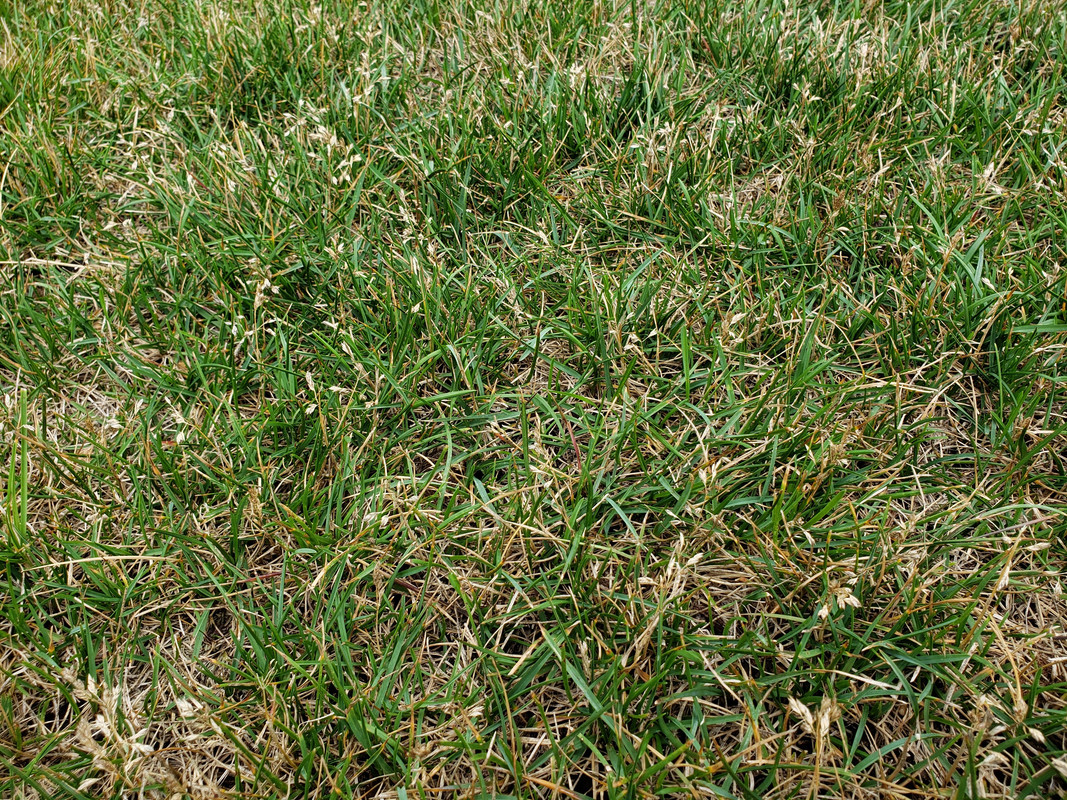 lawn_back_lowest