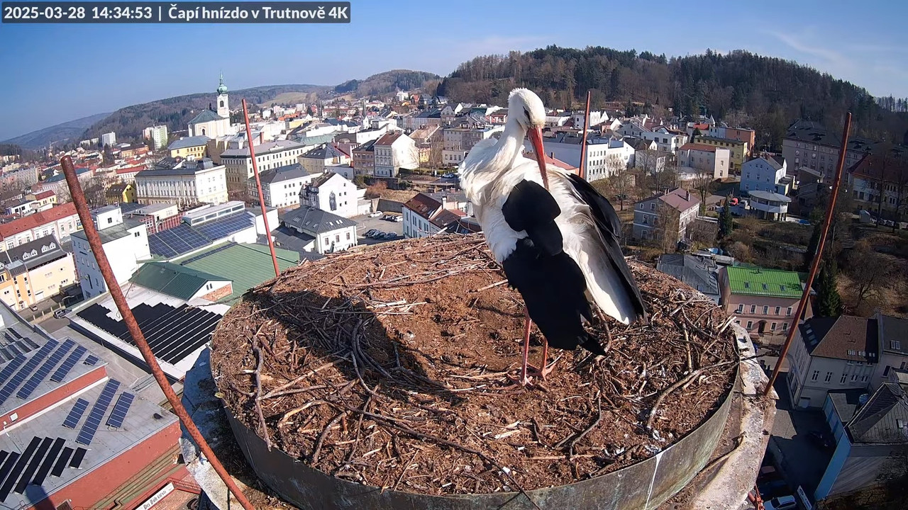 Živě z čapího hnízda na pivovarském komíně v Trutnově 11-57-43 screenshot