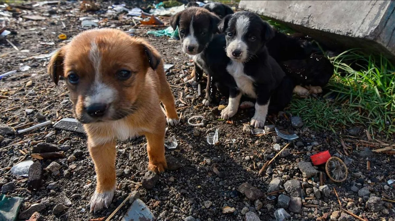 Cae red de tráfico de animales en España, así rescataron 400 gatos y perros