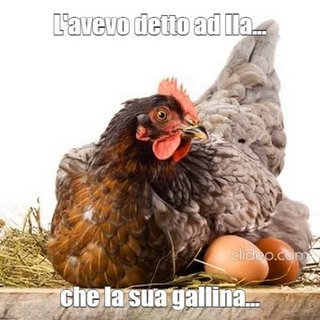 una-gallina-mentre-cova-con-accando-due-