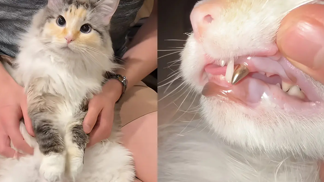 Heboh! Kucing Dipasangi Gigi Emas Rb 82 Juta, Pemilik Ungkap Alasan 