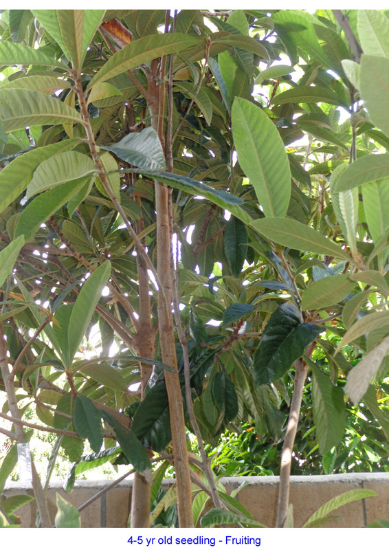 Seedling2 (4yr)-pic1