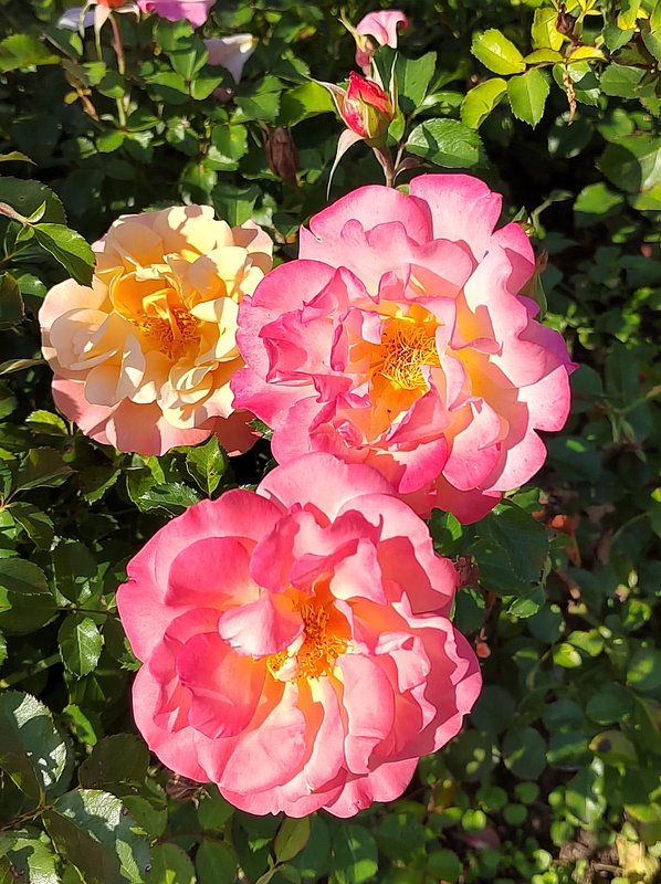 https://i.postimg.cc/nzgvHPsP/066-IMG-20240918-122101-edit-282263329555552.jpg