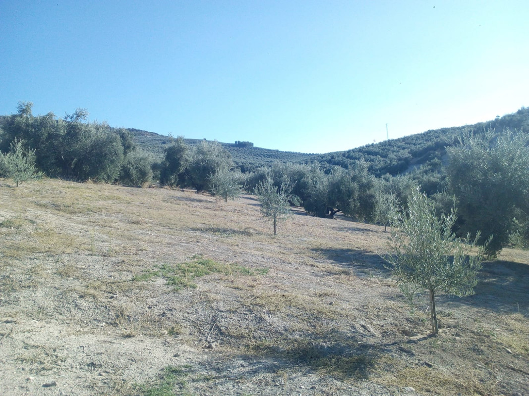 Rotura de raíz con aperos 34º